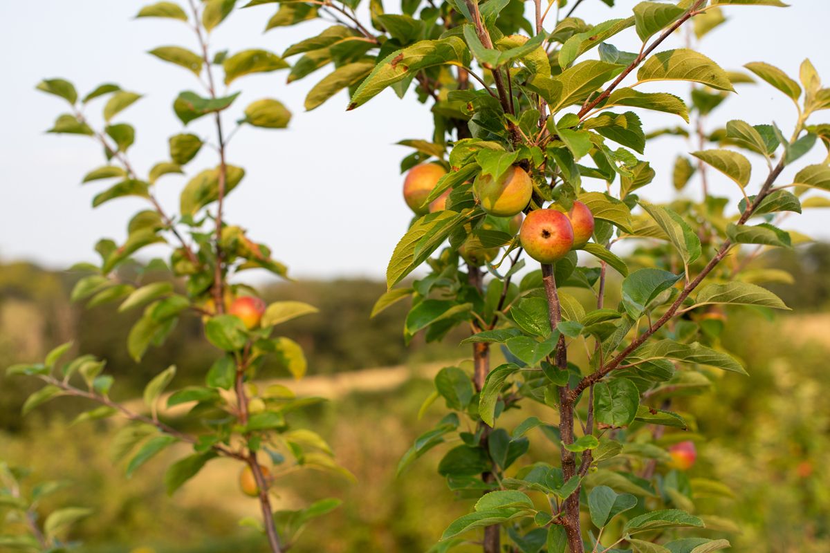 Idyllic Orchard Grounds at Brecon Oak in Carmarthenshire