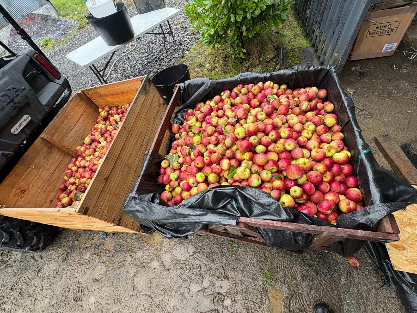 Orchard Harvest Experience at Brecon Oak